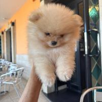 Cucciola super affettuosa