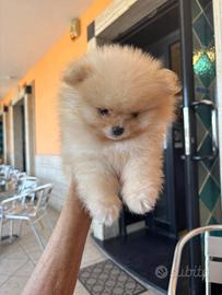 Cucciola super affettuosa