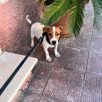 Jack russell con pedigree