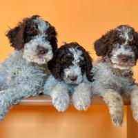 Cuccioli di Lagotto Romagnolo Pedigree ROI
