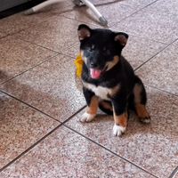 Shiba inu nero focato con pedigree