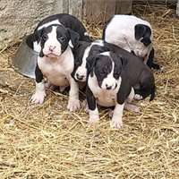 Cuccioli di Pitbull terrier ukc