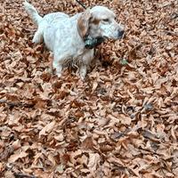 Setter inglese