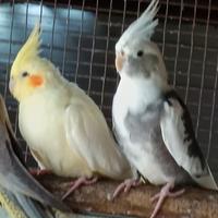 Pappagalli coppia riproduttiva