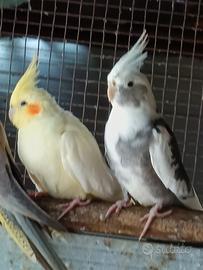 Pappagalli coppia riproduttiva