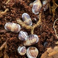 Isopodi sp. Cubaris Cappuccino