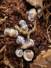 Isopodi sp. Cubaris Cappuccino