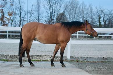 QH.Castrone da Reining