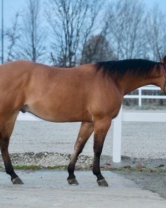 QH.Castrone da Reining