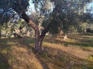 Terreno ulivi - Vista 4