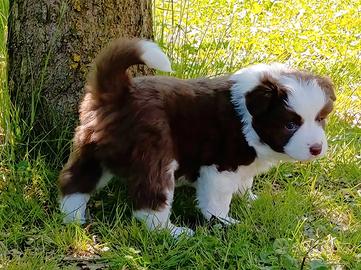 Cucciolo Border Collie
