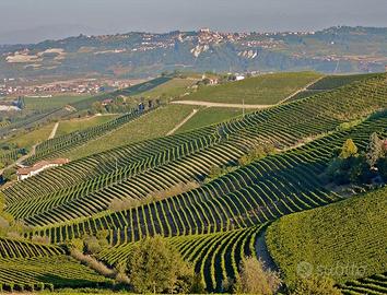 8 ettari di Sola Vigna