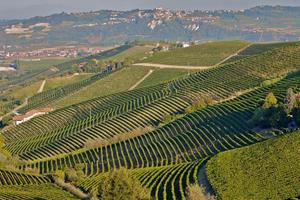 8 ettari di Sola Vigna