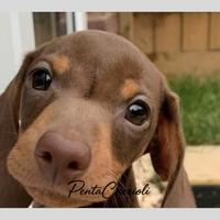 BASSOTTO-BASSOTTA-BASSOTTI pag. rate