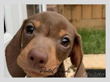 BASSOTTO-BASSOTTA-BASSOTTI pag. rate