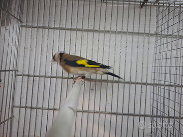 Canarina per cardellina spagnola bianca