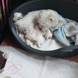 Cuccioli maltese puri