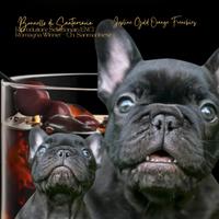 Cucciolo di Bouledogue Francese