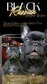 Cucciolo di Bouledogue Francese