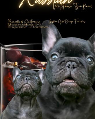 Cucciolo di Bouledogue Francese
