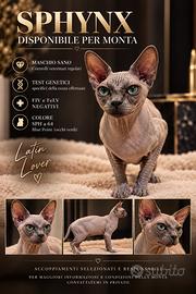 Sphynx per monta