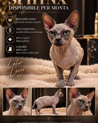 Sphynx per monta