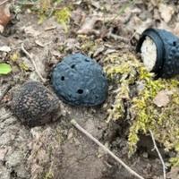 Tartufo da addestramento