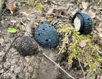 Tartufo da addestramento