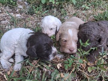 Cane CUCCIOLO LAGOTTO ROMAGNOLO