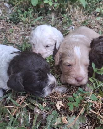 Cane CUCCIOLO LAGOTTO ROMAGNOLO