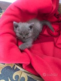 Cucciolo British