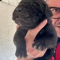 Cuccioli cane corso