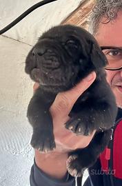 Cuccioli cane corso
