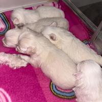 Cani razza maltese toy