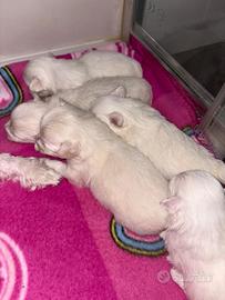 Cani razza maltese toy