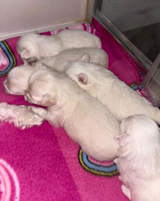 Cani razza maltese toy