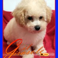 Cuccioli di MALTIPOO