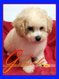 Cuccioli di MALTIPOO