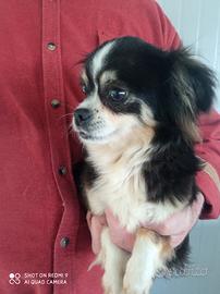 Chihuahua