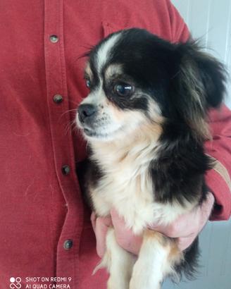 Chihuahua
