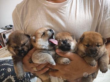Cuccioli Shiba Inu con pedigree ENCI