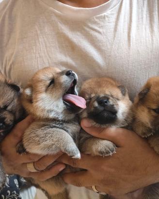 Cuccioli Shiba Inu con pedigree ENCI