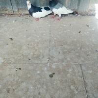 Animali colombi ochette vannesi