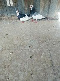 Animali colombi ochette vannesi