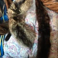 e colli di pelliccia