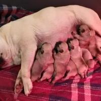 Cuccioli bulldog bouledogue francese pedigree ENCI