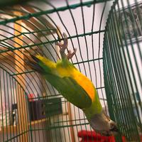 Pappagallo del Senegal