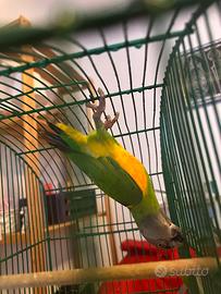 Pappagallo del Senegal