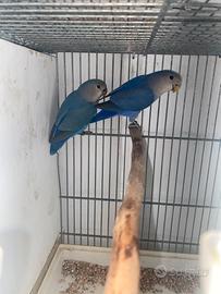 Inseparabili reseincollis