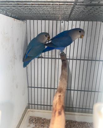 Inseparabili reseincollis